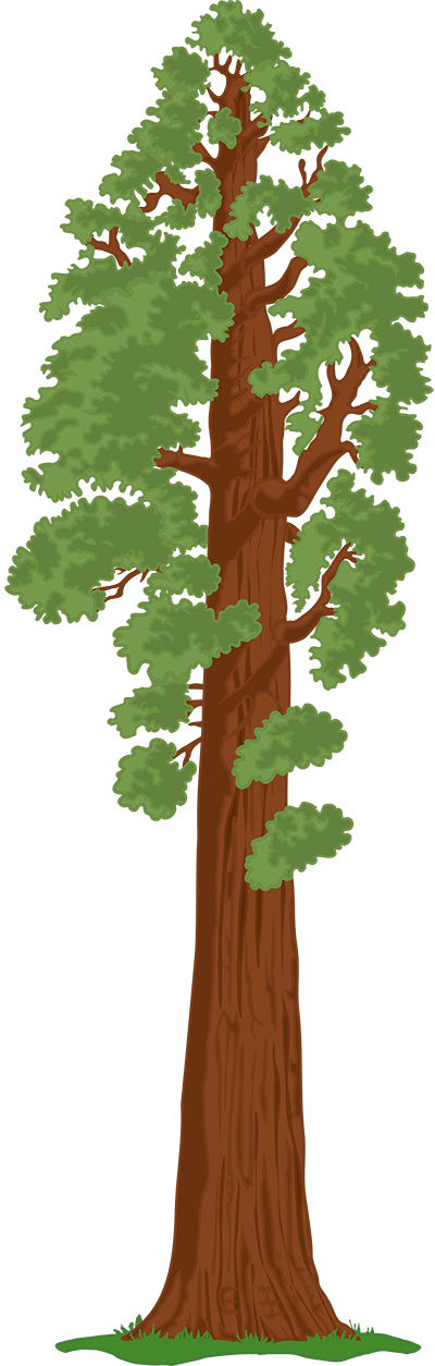 graphic of a tall tree